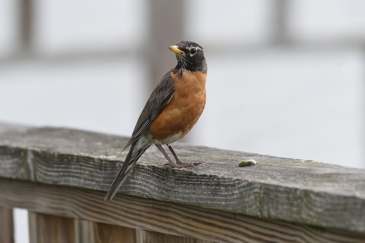 American Robin - terence zahner