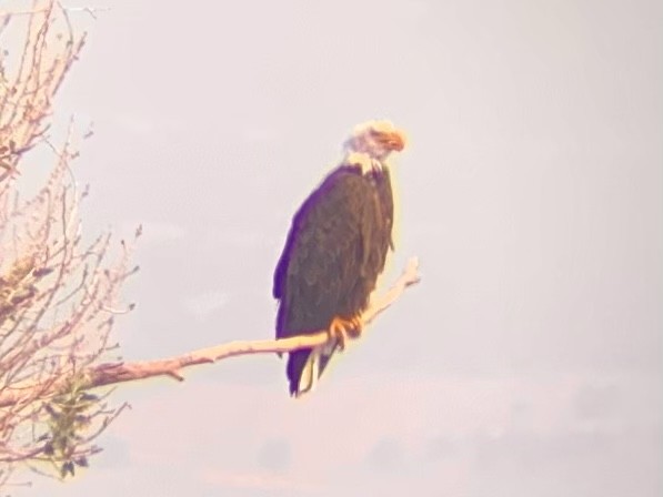 Bald Eagle - Brian Iverson