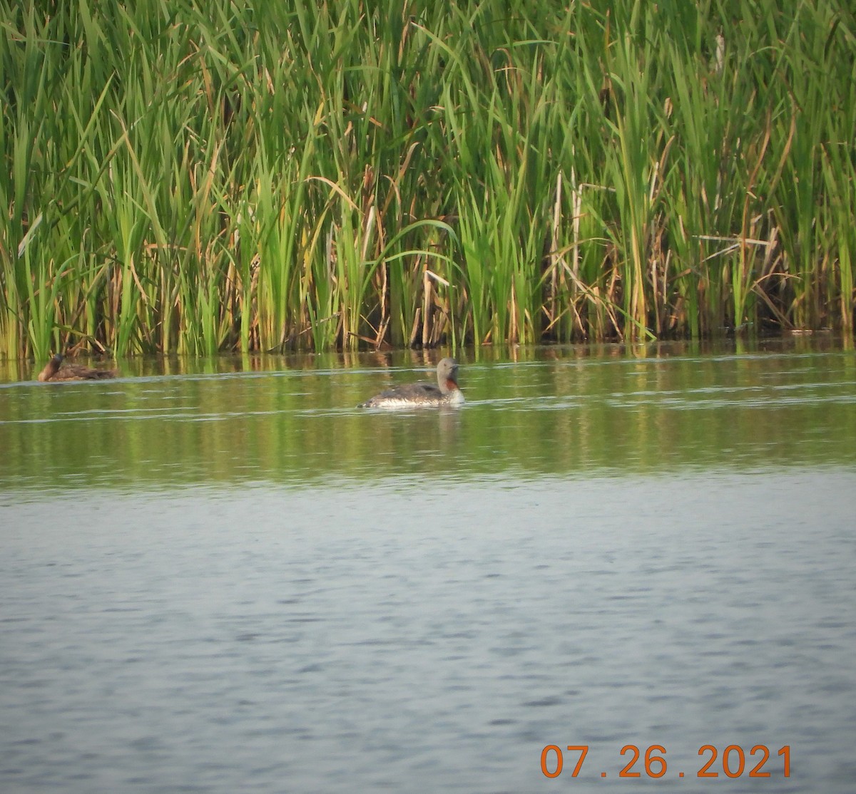 Red-throated Loon - Bob Anderson