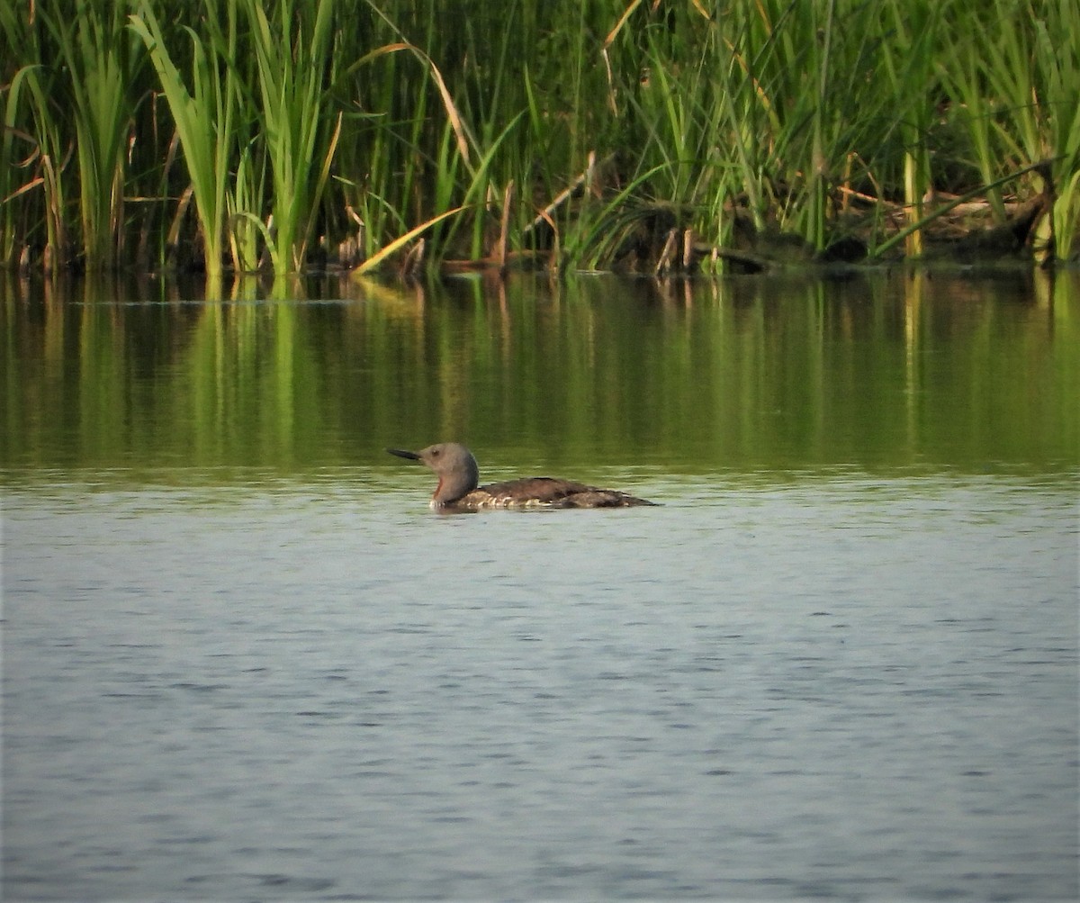 Red-throated Loon - ML357444921