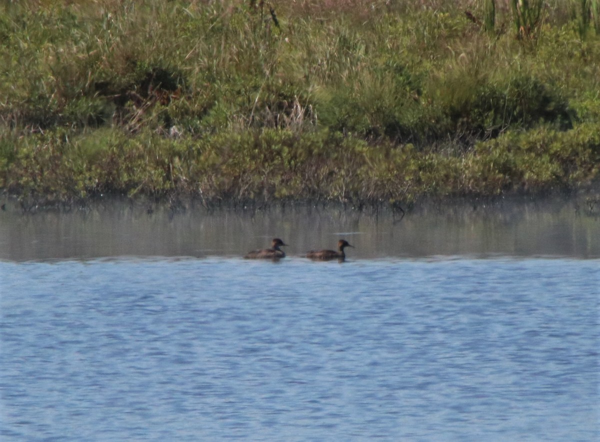 merganser sp. - ML357445151