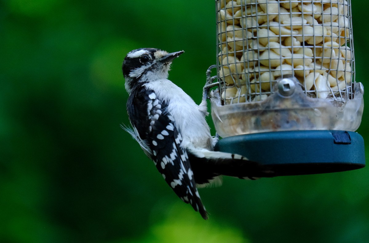Downy Woodpecker (Eastern) - ML357446161