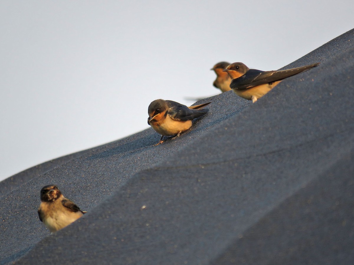 Golondrina Común - ML357447801