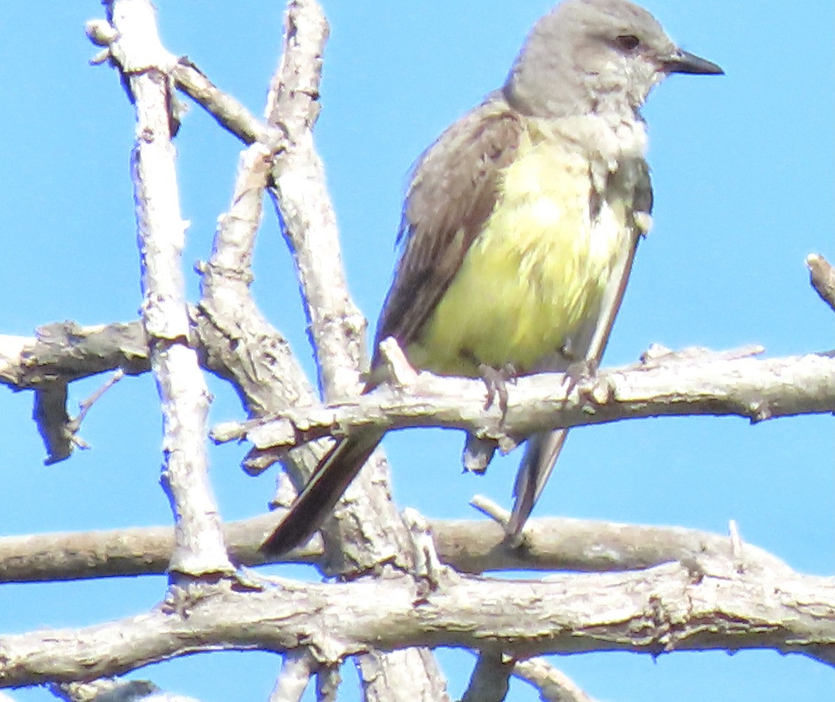 Western Kingbird - ML357449611