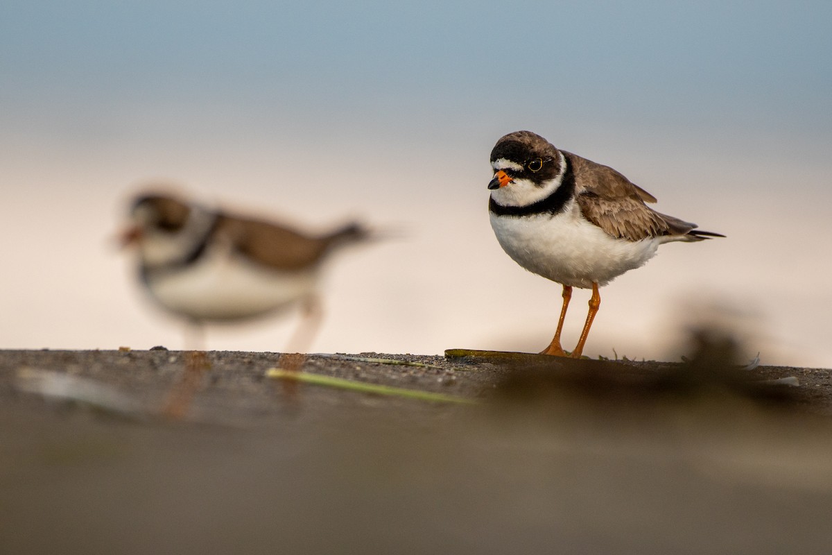 Semipalmated Plover - ML357449891