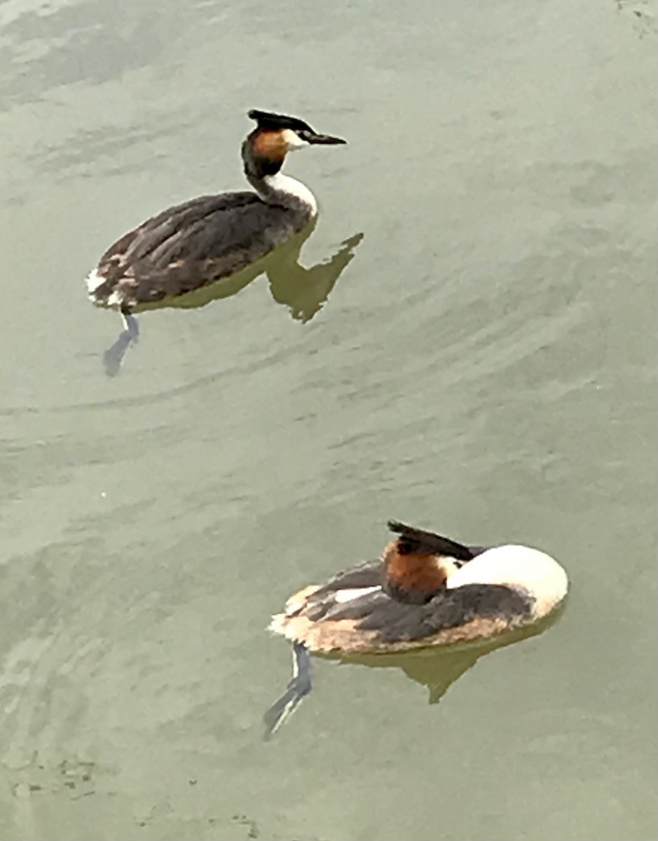 Great Crested Grebe - ML357450001