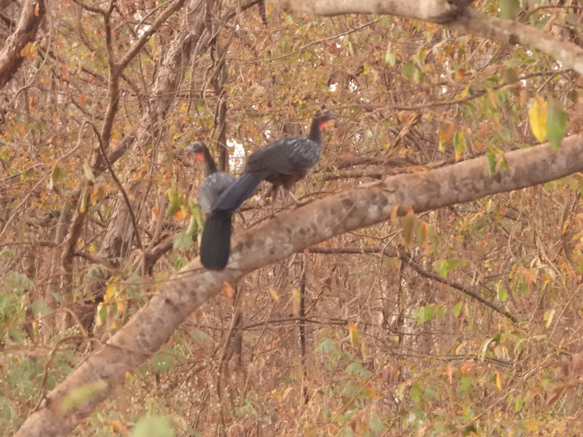 Chestnut-bellied Guan - ML357450091