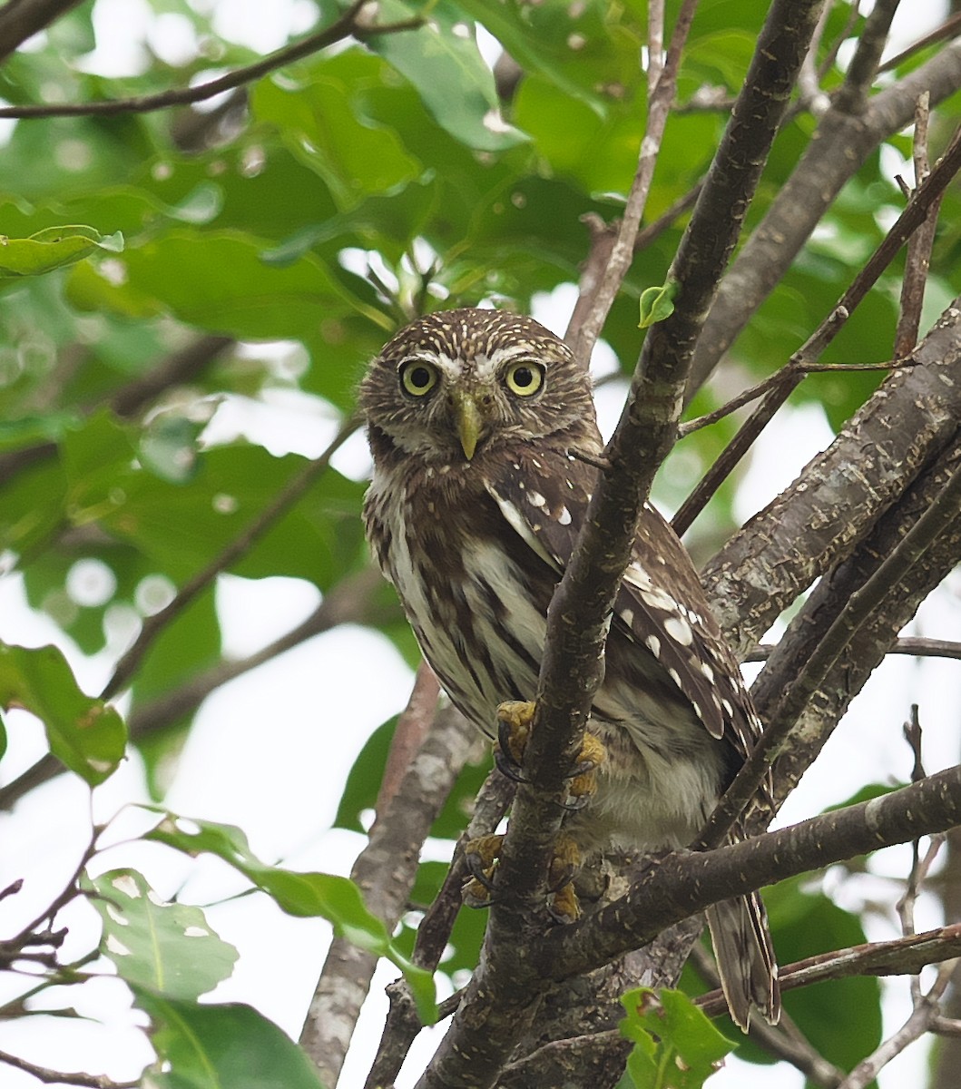 Peruvian Pygmy-Owl - ML357450441