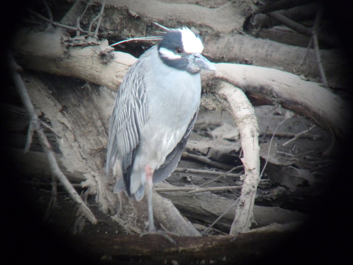 Yellow-crowned Night Heron - Tim Lenz