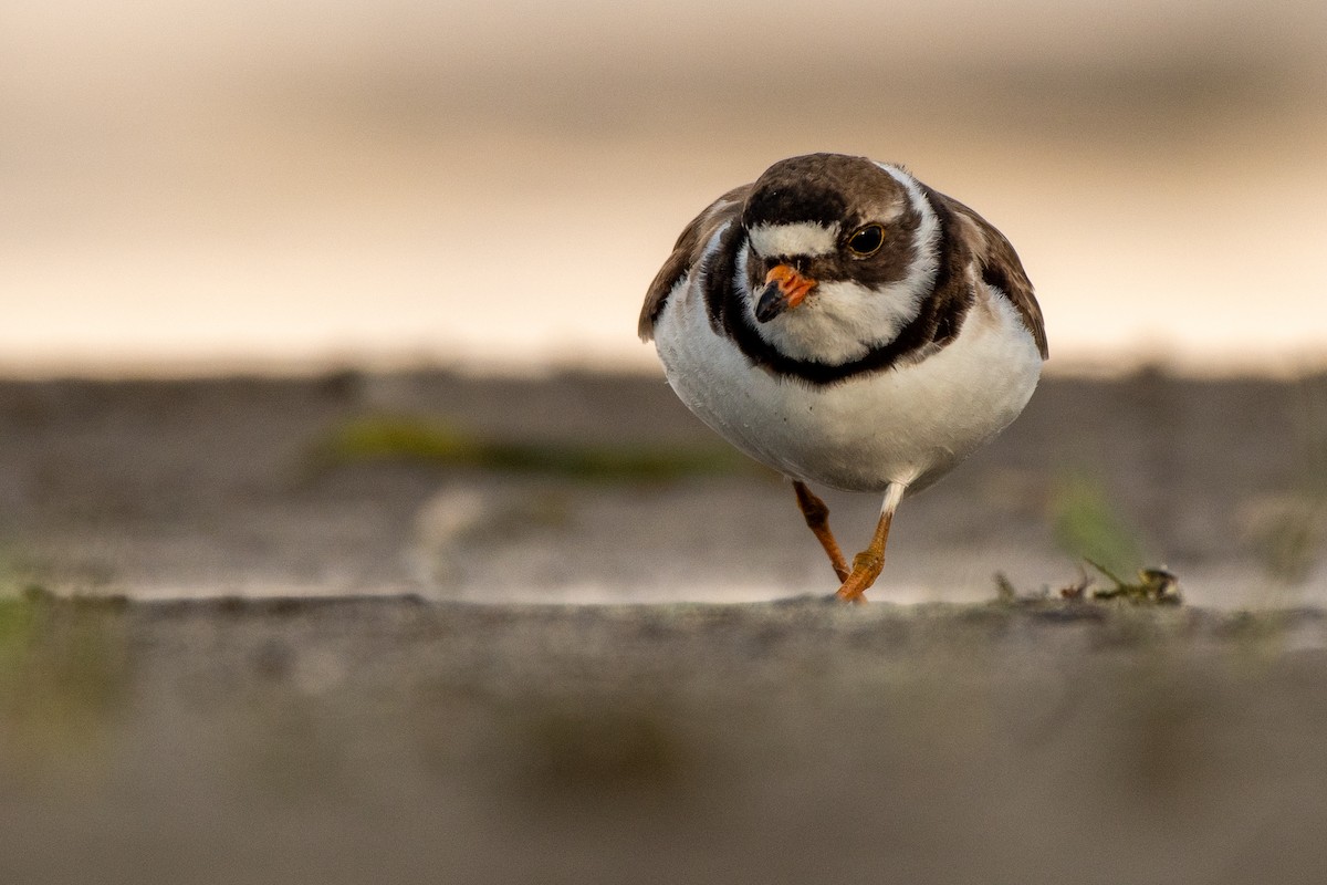 Semipalmated Plover - ML357451951