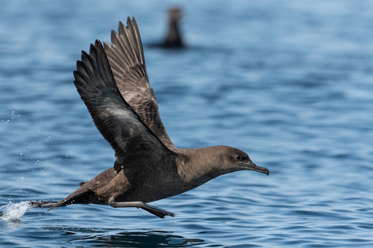 Sooty Shearwater - ML357453061