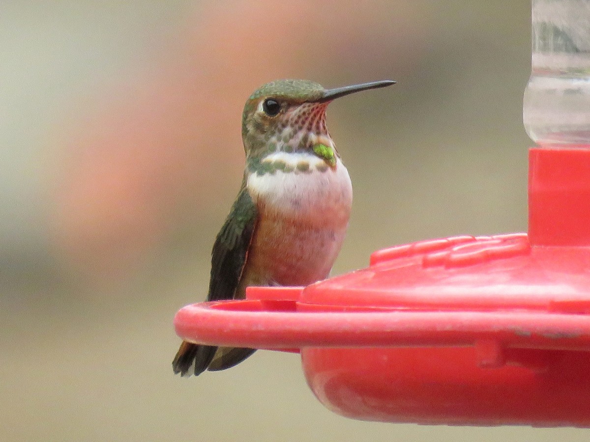 Rufous Hummingbird - ML357453351