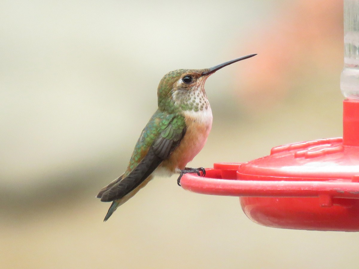Rufous Hummingbird - ML357453361