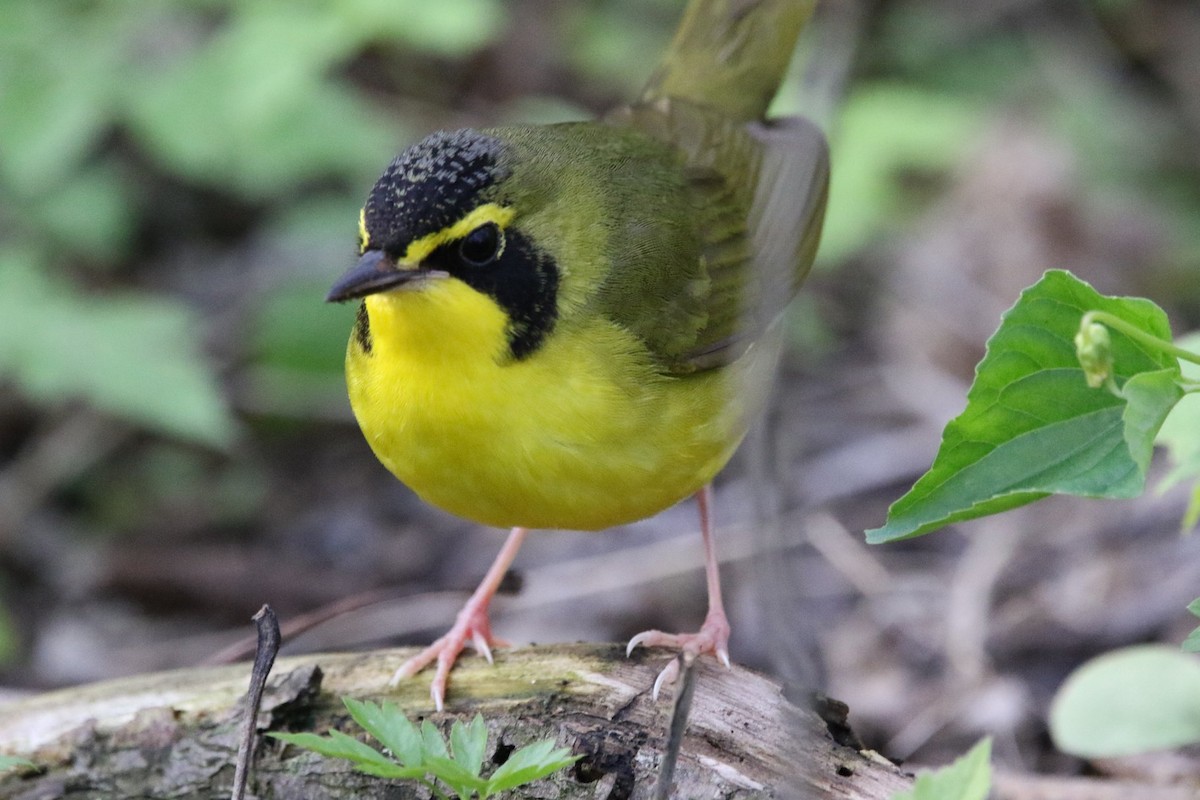 Kentucky Warbler - Richard Rowlee