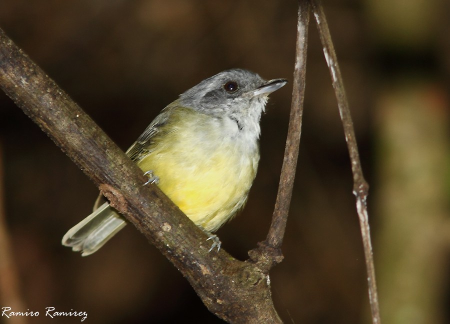 Plain Antvireo - ML35745841