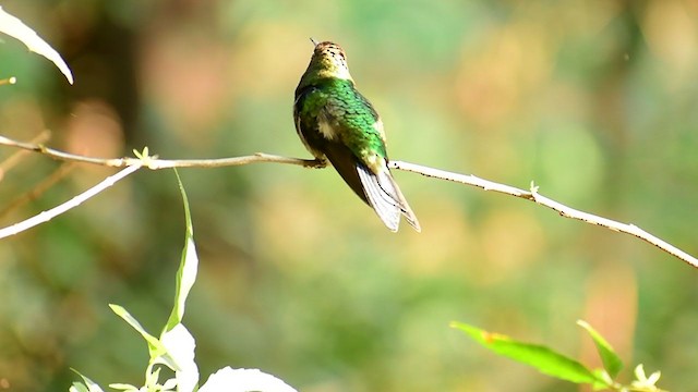 kolibřík nymfový - ML357459281