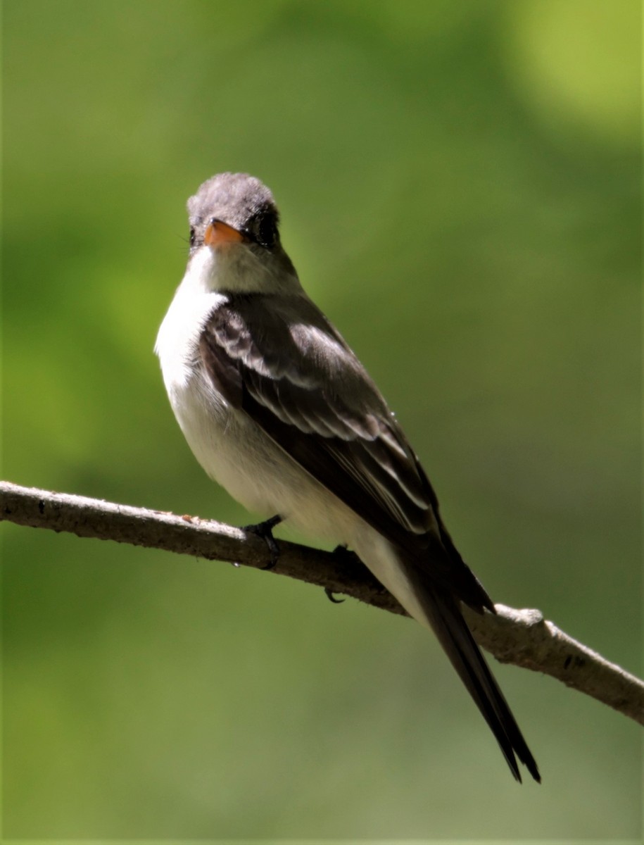 Eastern Wood-Pewee - Jim Stasz