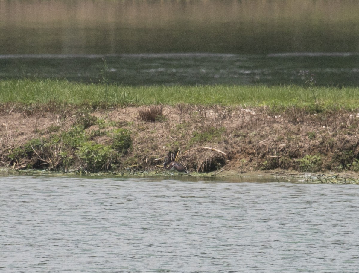 Tricolored Heron - ML357460231