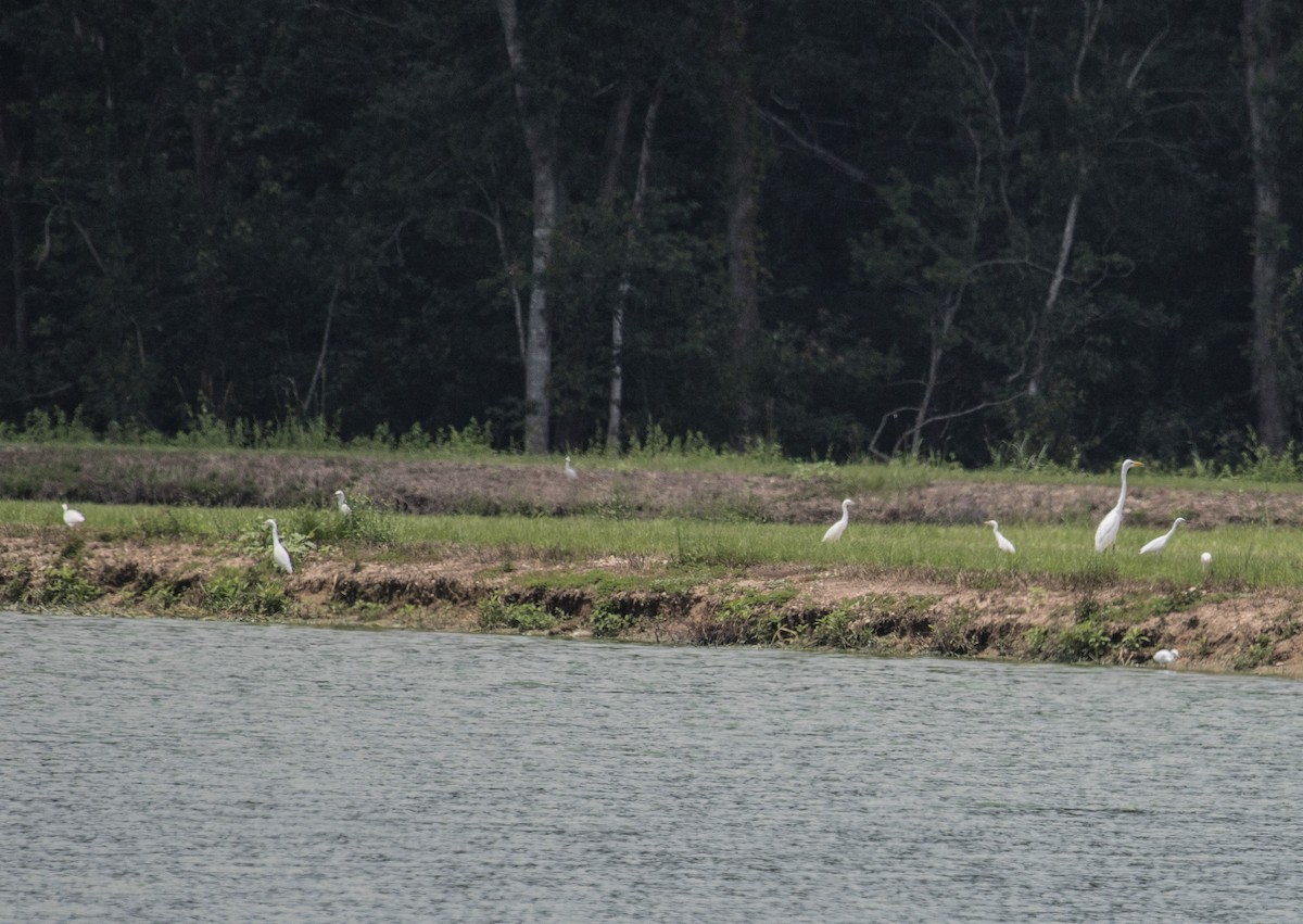 Snowy Egret - ML357460471