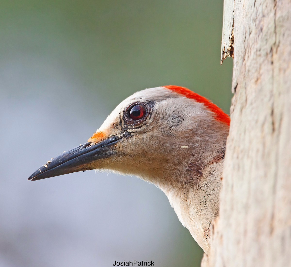 Golden-fronted Woodpecker - ML357460911