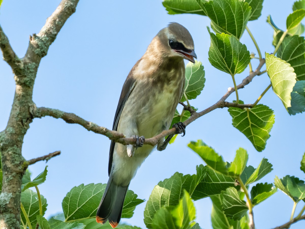 Cedar Waxwing - ML357463191