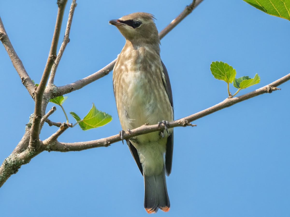 Cedar Waxwing - ML357463201