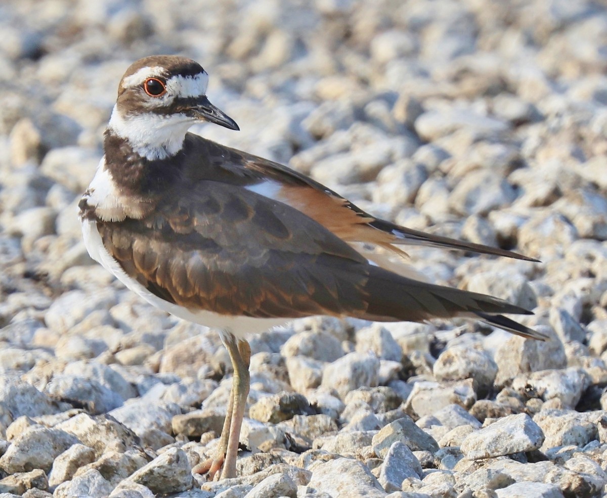 Killdeer - William Baldridge