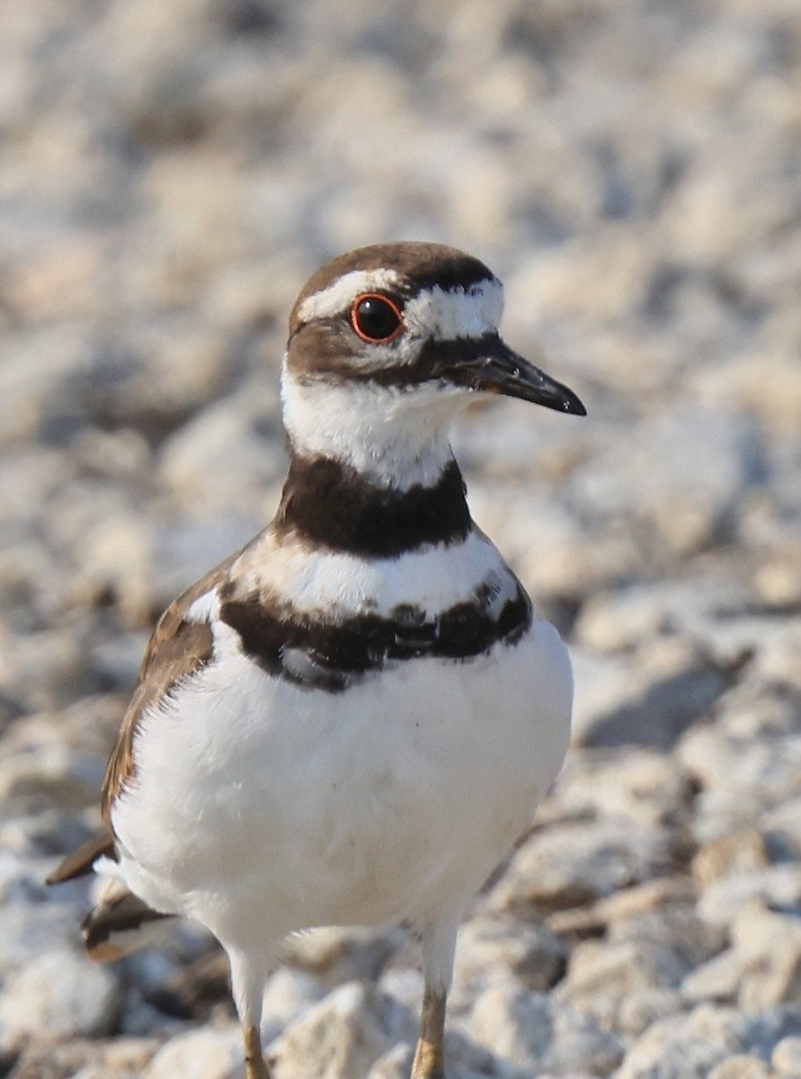 Killdeer - ML357464161