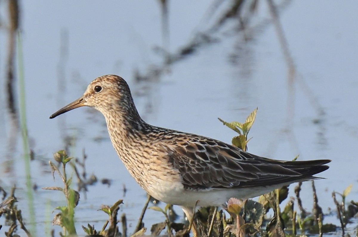 Pectoral Sandpiper - William Baldridge