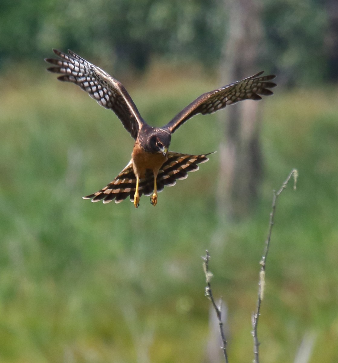 Northern Harrier - ML357464341