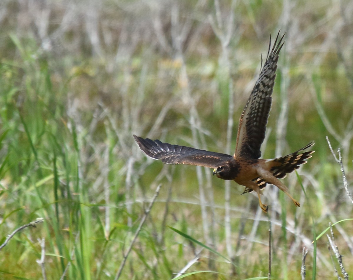 Northern Harrier - ML357464351