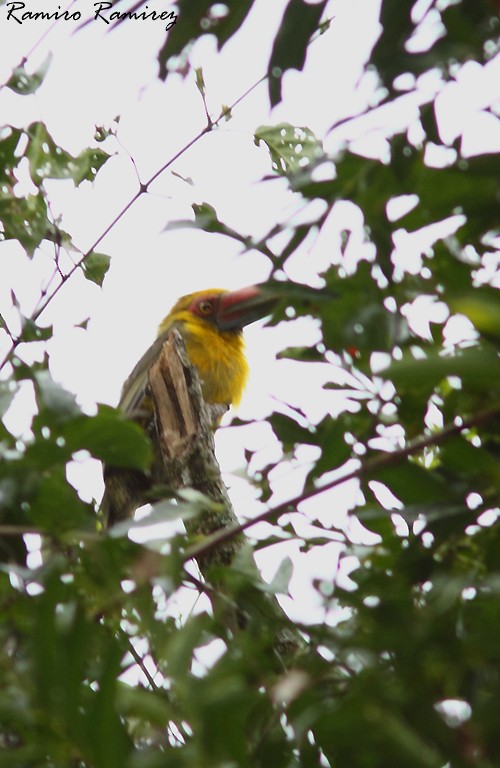 Saffron Toucanet - ML35746461