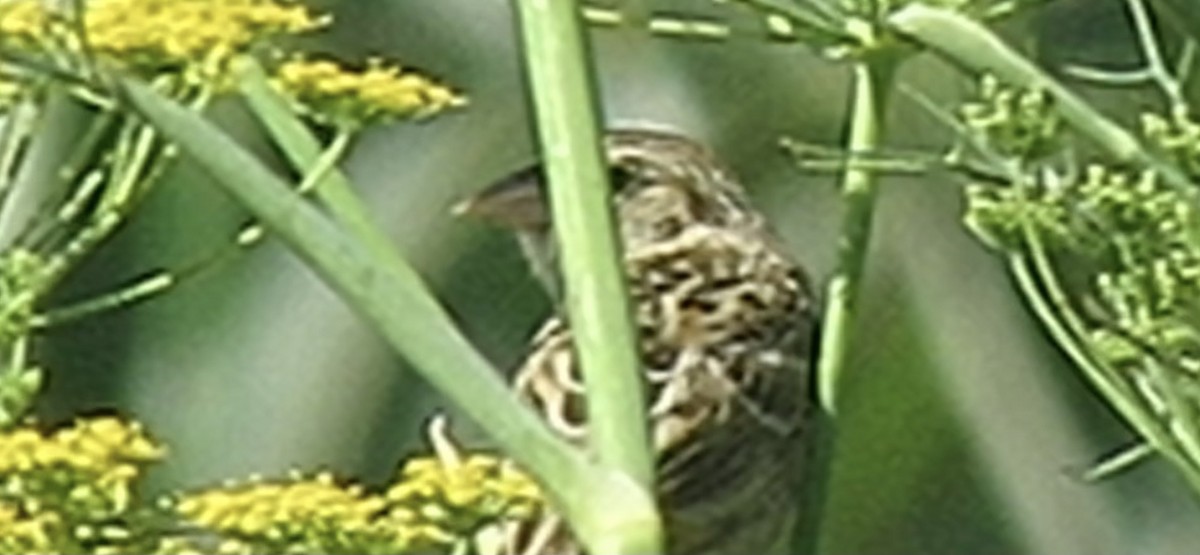 Grasshopper Sparrow - ML357465071