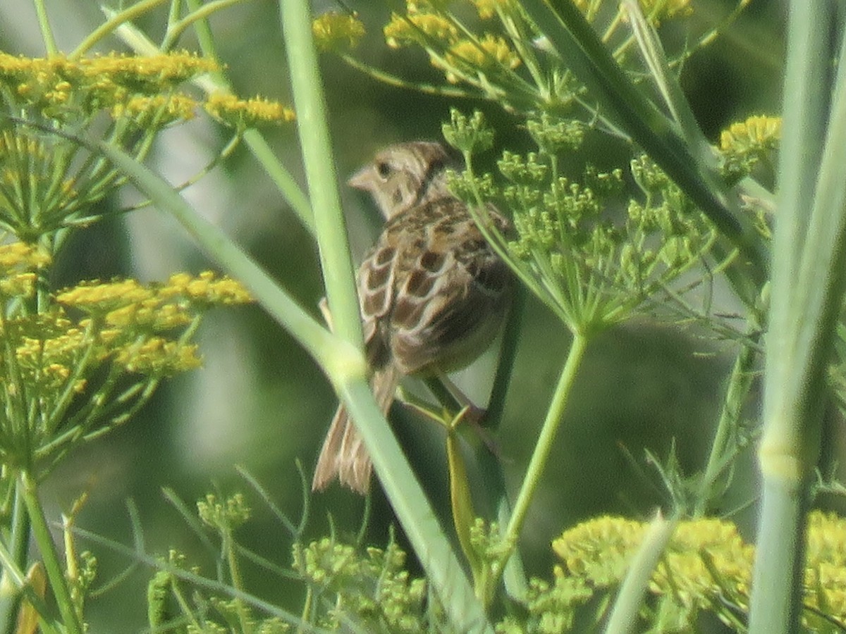 Grasshopper Sparrow - ML357465081