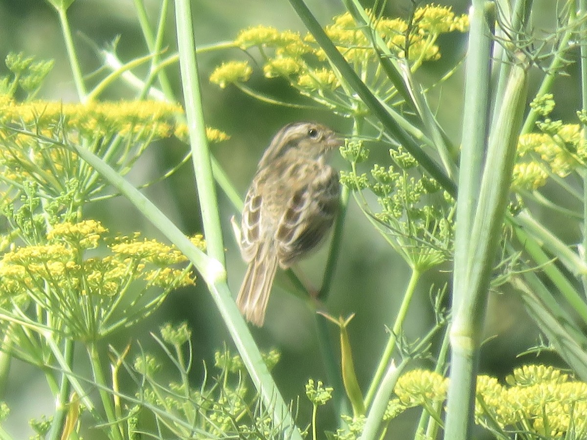 Grasshopper Sparrow - ML357465091
