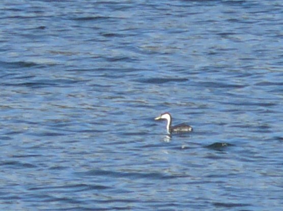 Western Grebe - ML35746691