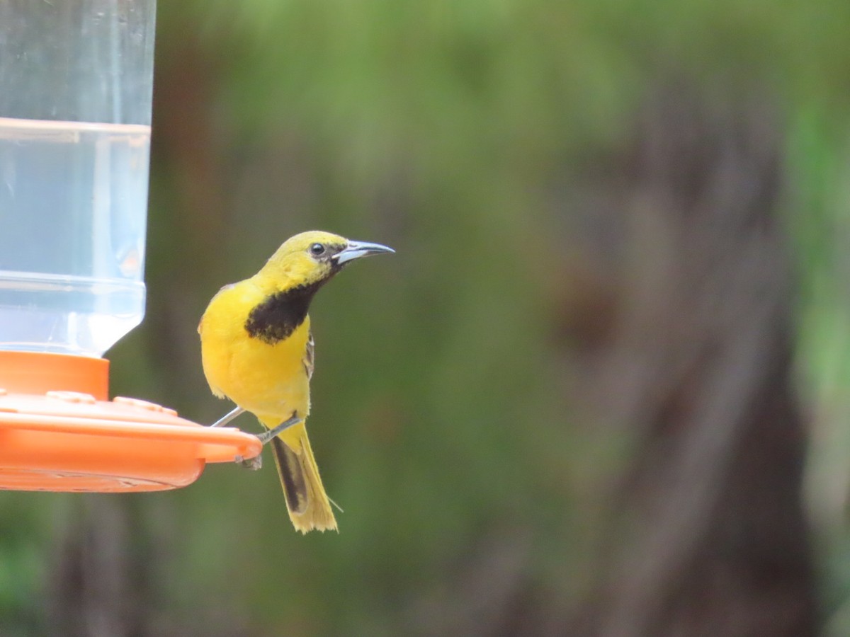 Hooded Oriole - Kathy Dwyer