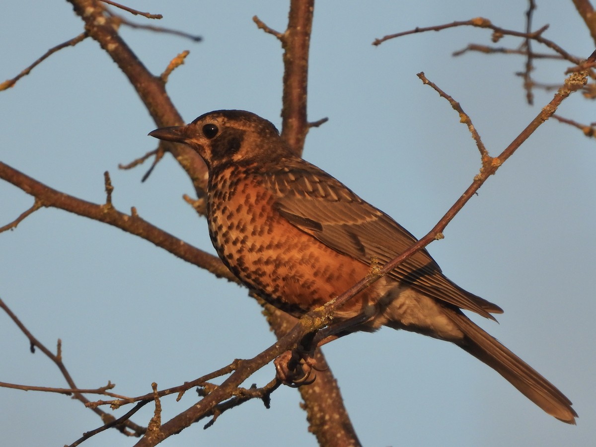 American Robin - Justin Flint