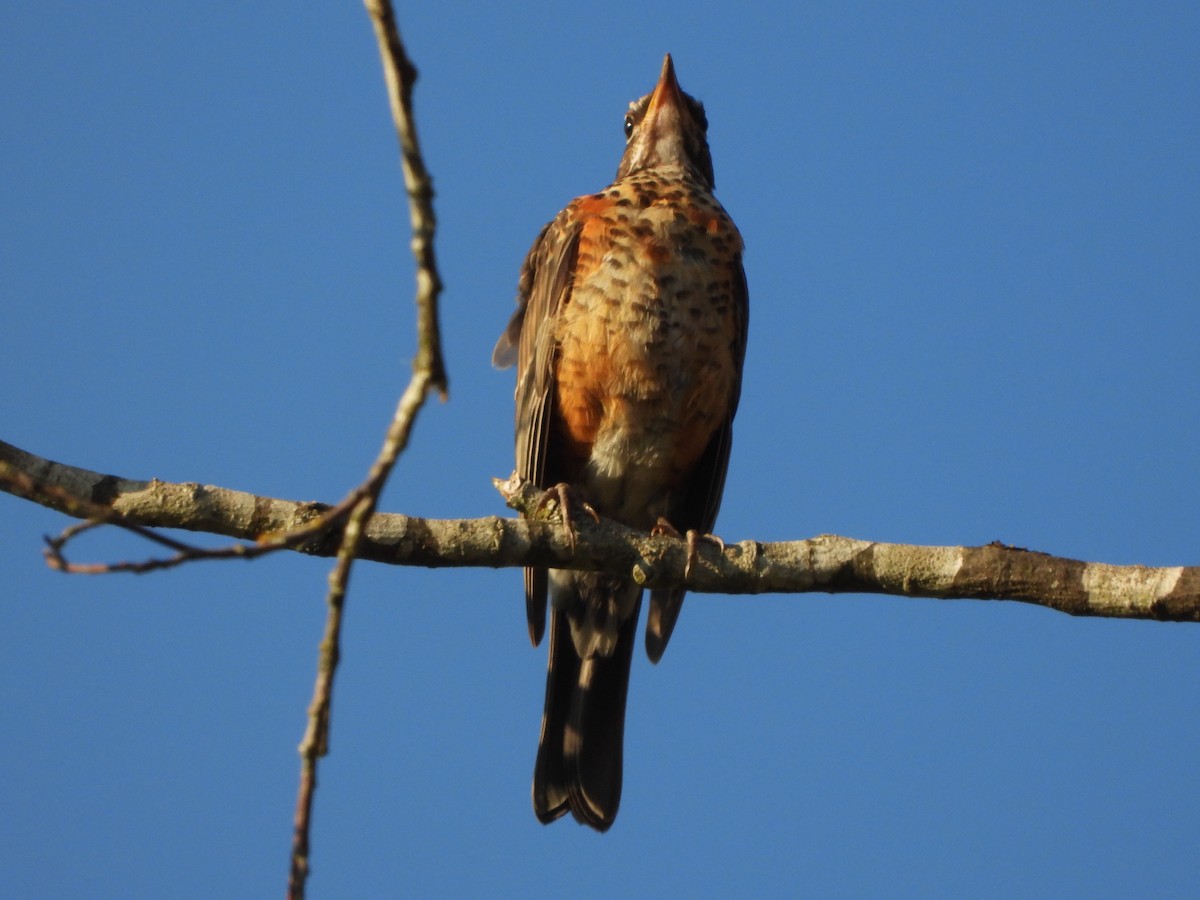 American Robin - ML357468751