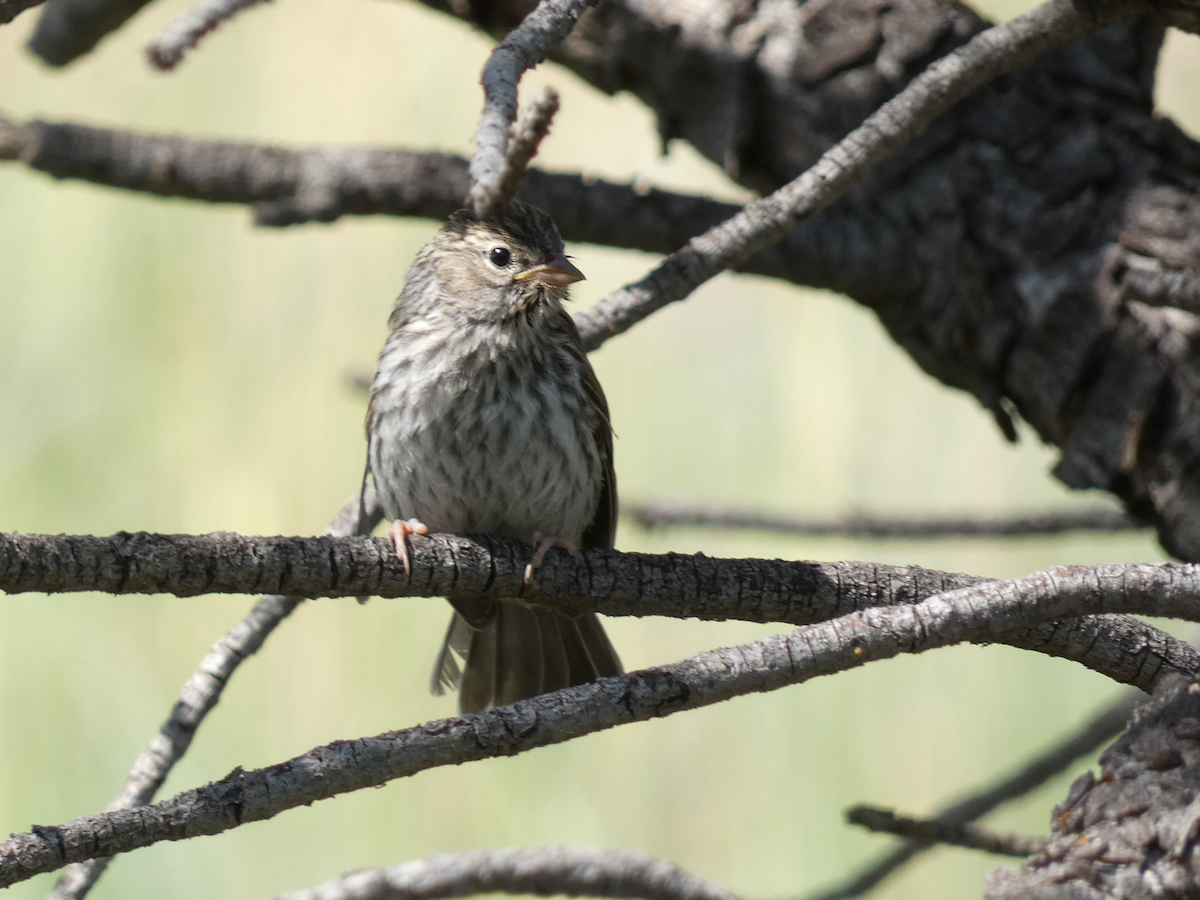 Chipping Sparrow - ML357469141