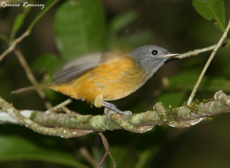 Gray-hooded Flycatcher - ML35746921