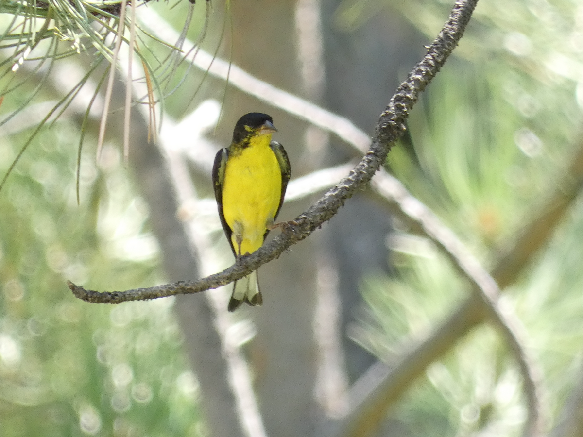 Lesser Goldfinch - ML357469461