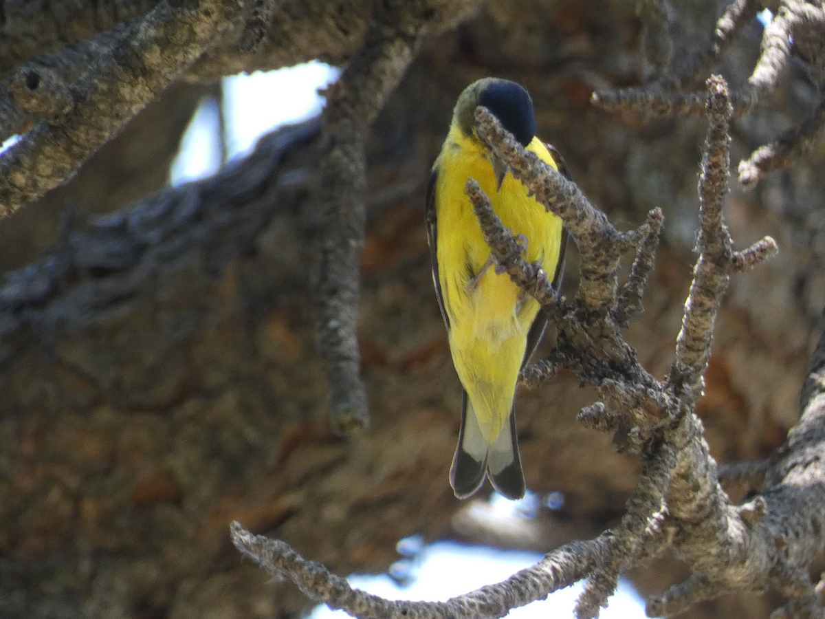 Lesser Goldfinch - ML357469471