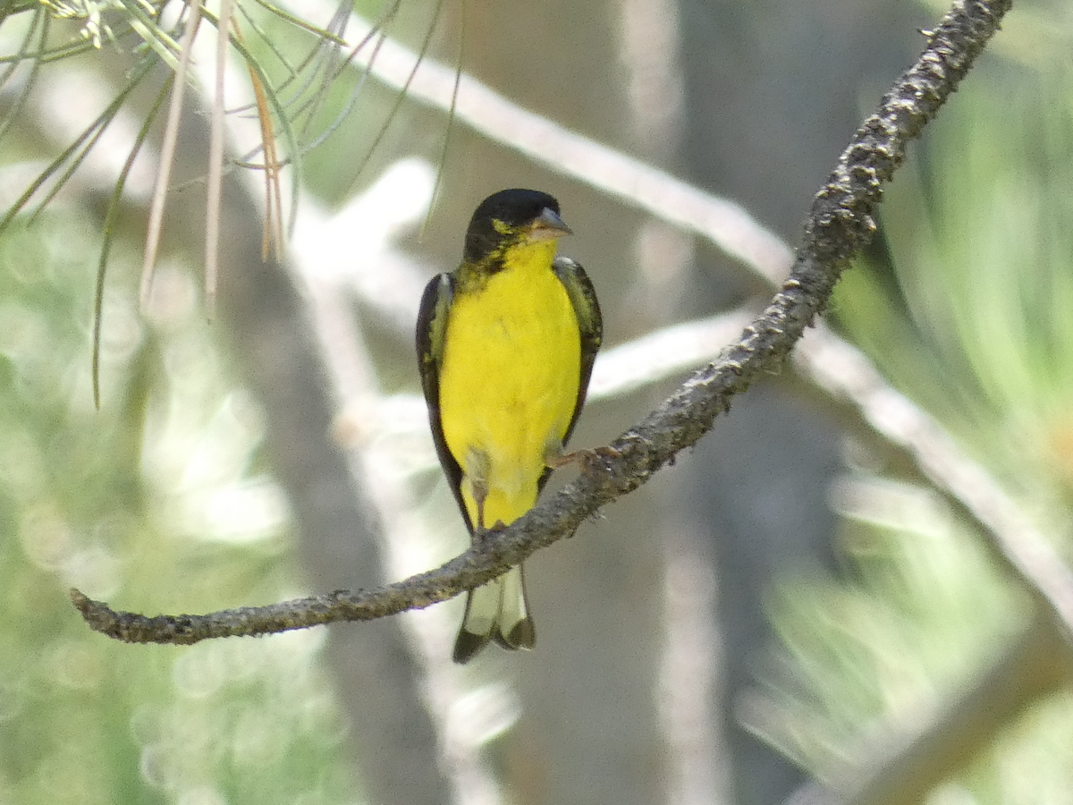 Lesser Goldfinch - ML357469481