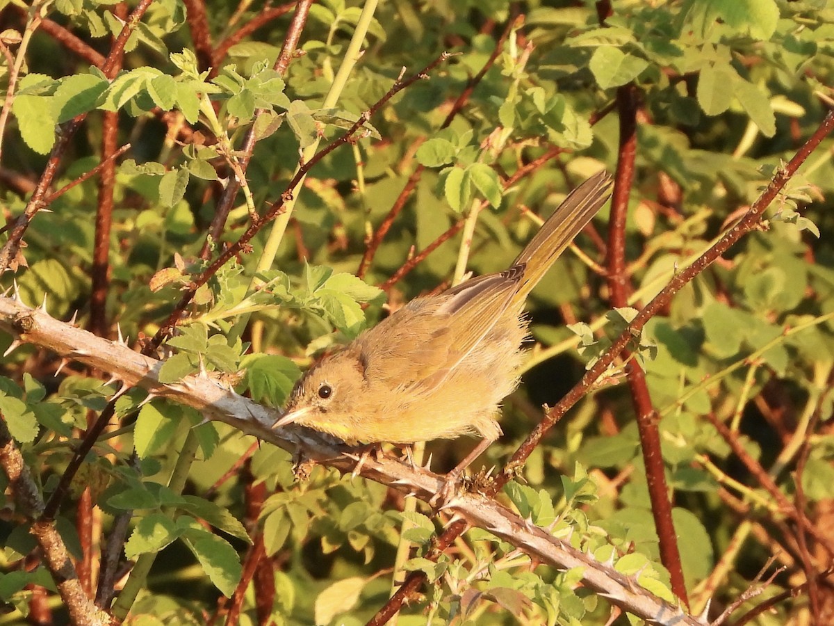 Common Yellowthroat - ML357470071