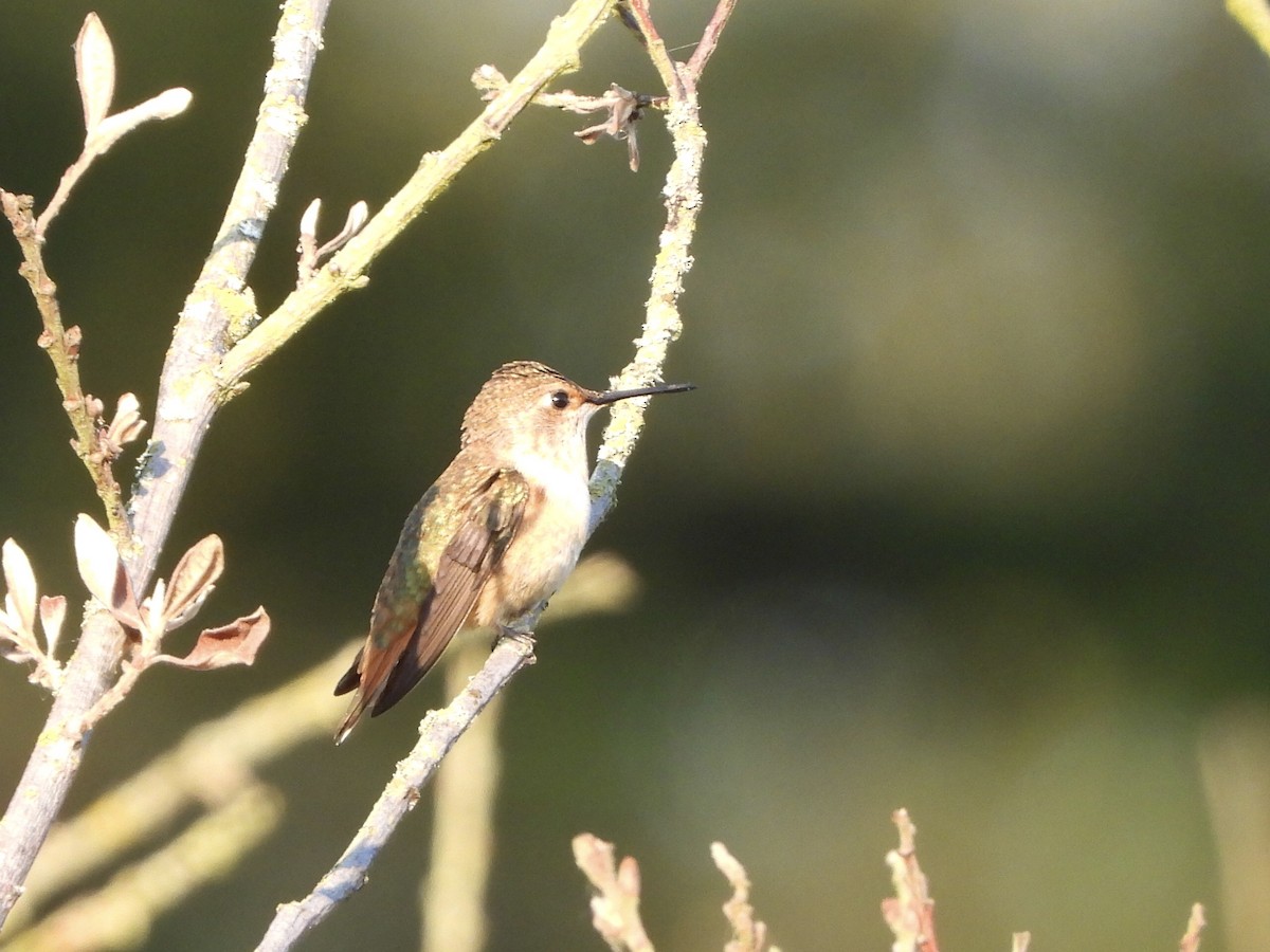 Rufous Hummingbird - Justin Flint