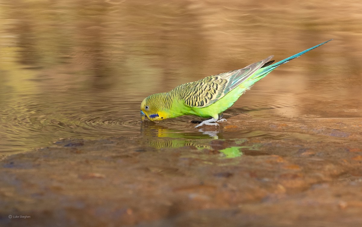 Budgerigar - Luke sbeghen