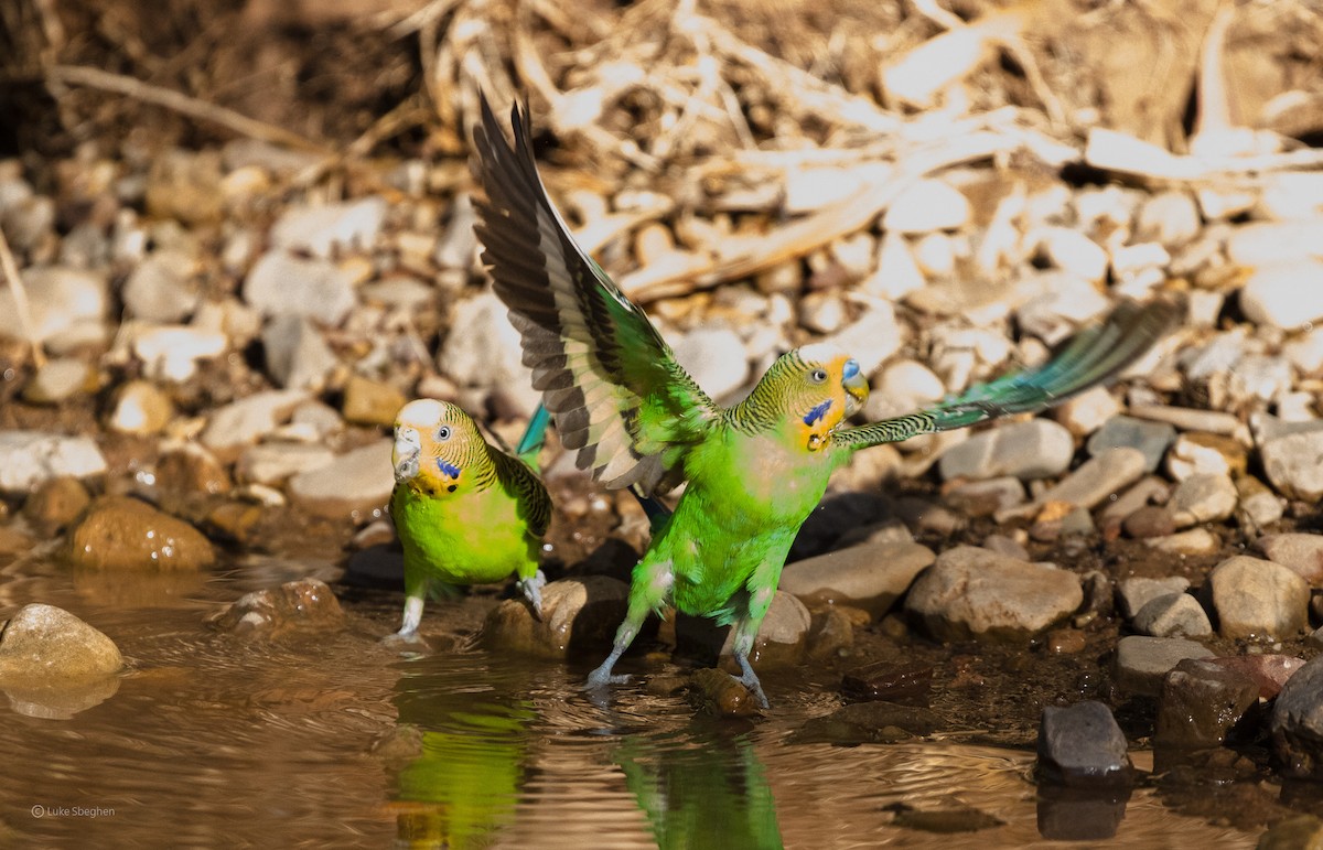 Budgerigar - ML357472141