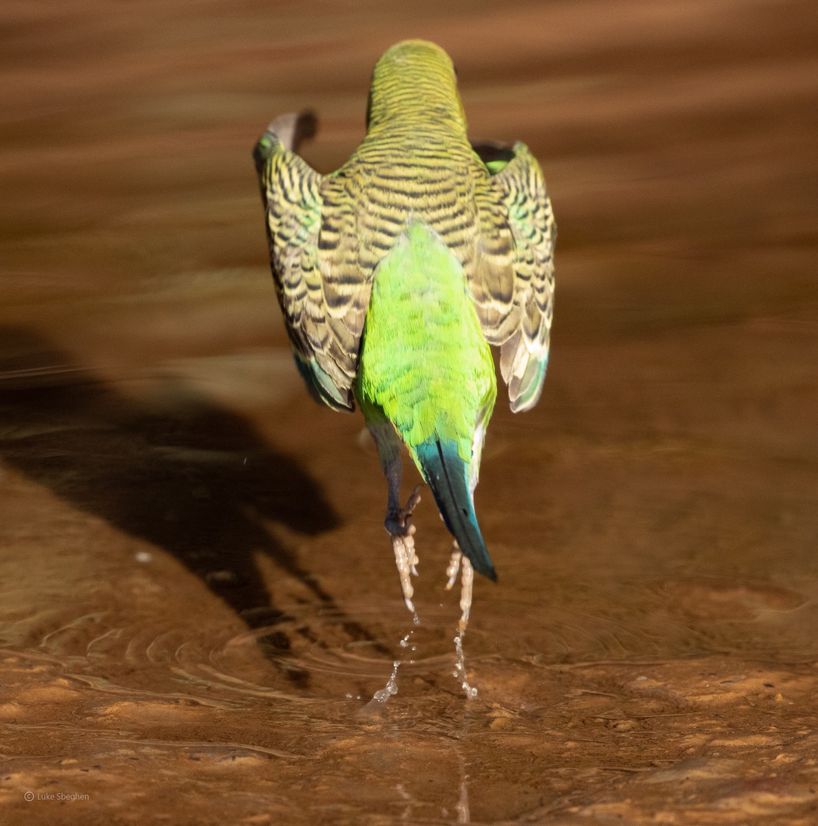 Budgerigar - ML357472241