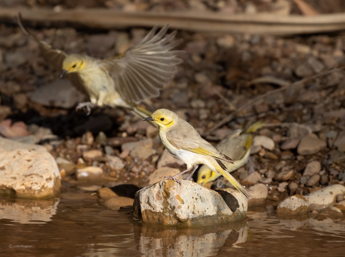 Yellow-tinted Honeyeater - ML357472441